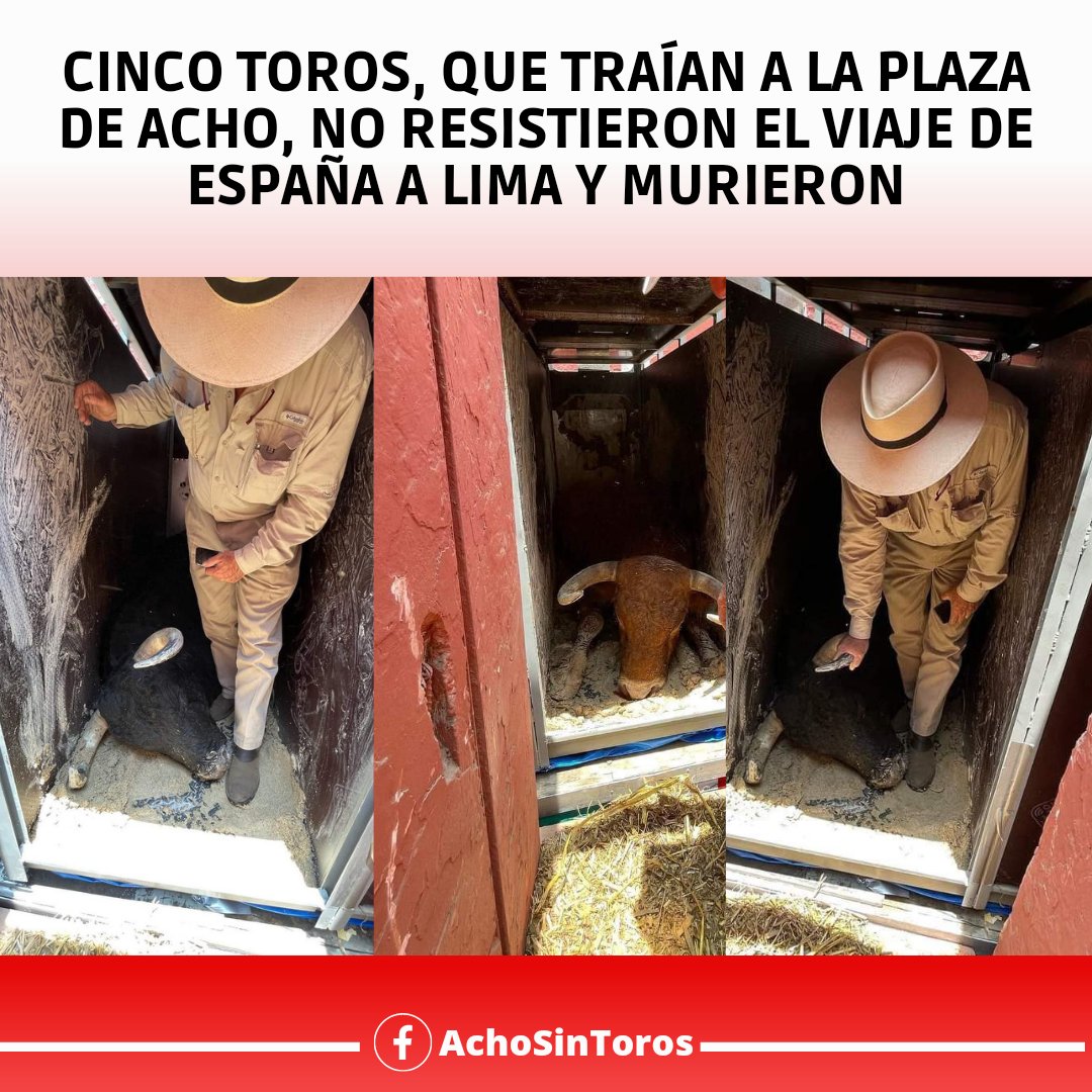 Cinco toros que traían de España a Lima, no resistieron el viaje y murieron.

💔 Los toros son animales herbívoros y pacíficos cuando están en el campo, no nos imaginamos lo que deben haber sufrido dentro de esos cubículos con poca ventilación, solos y asustados.