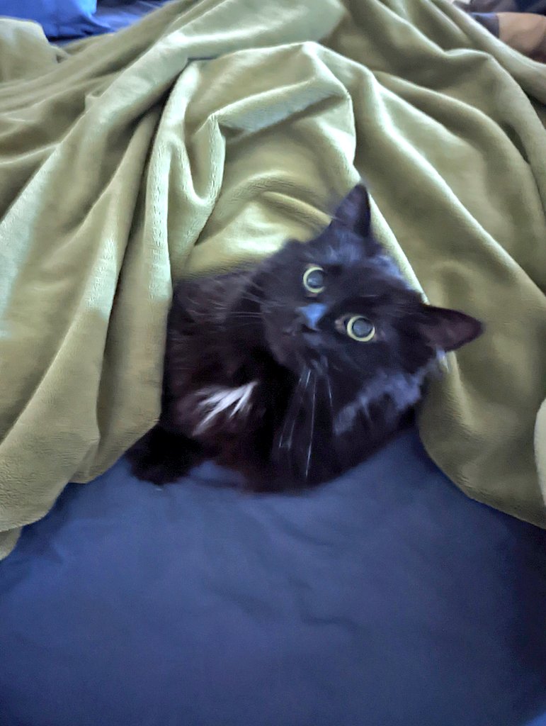 BeesHolder's tweet photo. here he is tucked in and hating it https://t.co/lKIkNp3QxI