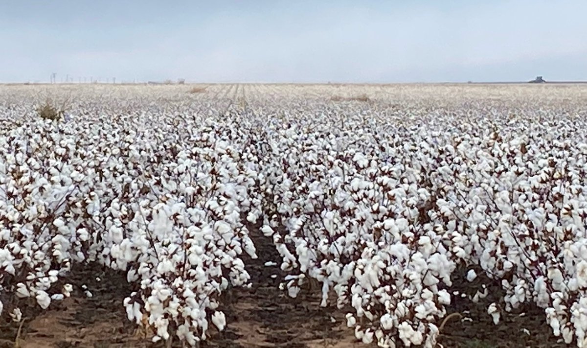 It’s the most wonderful time of the year! Cotton Harvest is something I look forward to every year, and after the brutal season we endured, seeing patches like this one is even sweeter. #PHY332W3FE #PhytoGenCottonseed #HockleyCounty