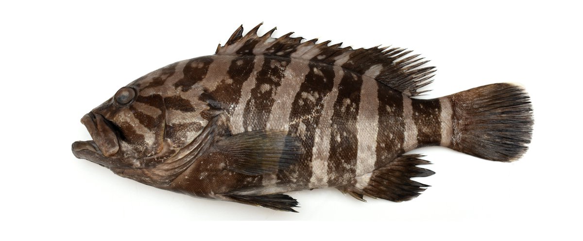 WestOzFish's tweet photo. NEW SPECIES. Greyband Grouper Hyporthodus griseofasciatus. Endemic to deep water off western Australian coast. Like many species, has long been misidentified but now has its own name. With @joey_squishfish @FisheriesWA @wamuseum . Published #JFB @TheFSBI 
https://t.co/qDZ5Hs2TgE https://t.co/snW7T8qFGK