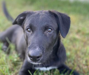 KAAOS_Inc's tweet photo. Got caught up with adopting this good boy. Say hello to Vader. He tried really hard to stay up late. Mission failed

#RescueDontBuy #AnimalsAreBetterThanPeople #MyDogCanBeatUpYourFirstGrader https://t.co/BlUkd8pdNI