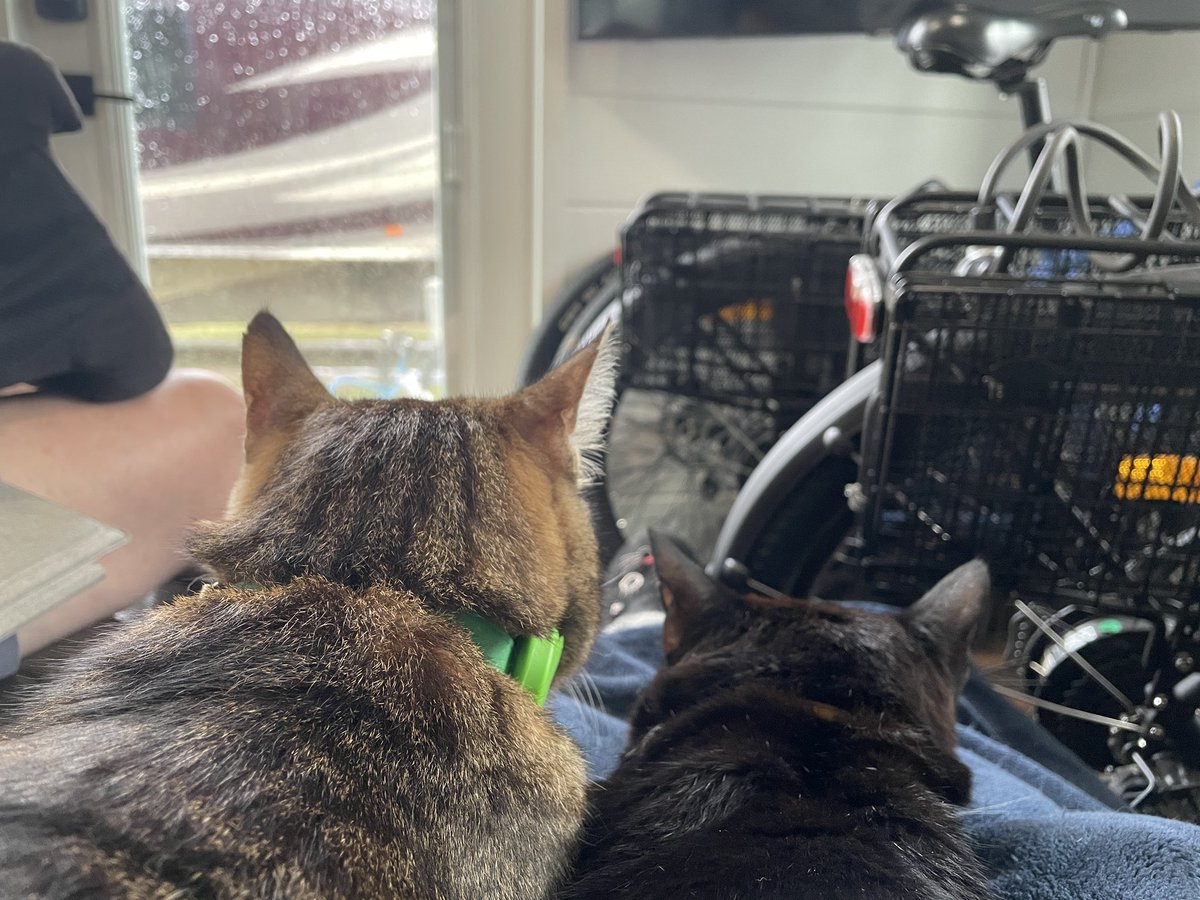 Dobby #RIPLucky 🌈 💖 tweet media