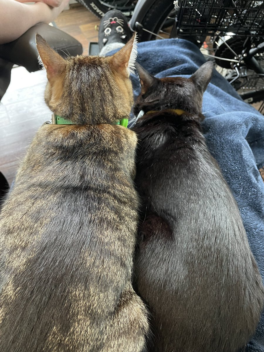 Dobby #RIPLucky 🌈 💖 tweet media