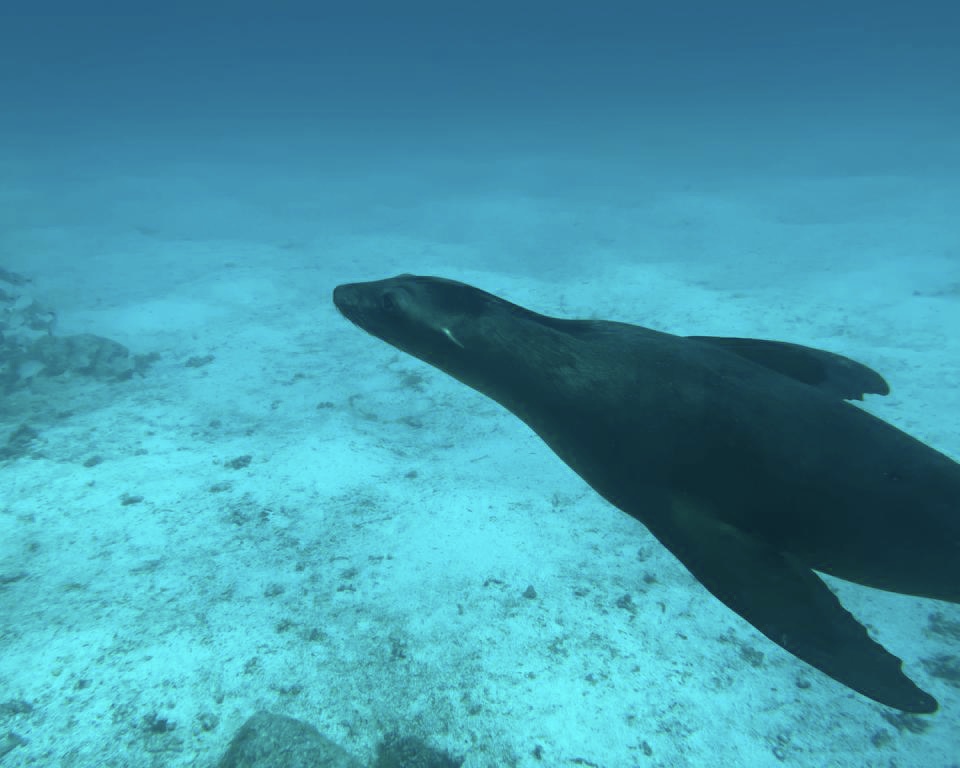 underworldscuba's tweet photo. The sea lions were extra playful, it is so hard to end the dive! #laPaz2022 #underworldscuba #funbaja https://t.co/jR1b57vJ0R