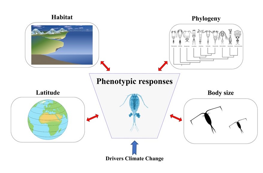 After a year's embargo, this paper is finally available in #OpenAccess. It shows that #environmental and #evolutionary history influence the response of #copepods to #acidification and #warming. taylorfrancis.com/chapters/oa-ed… @MarineFutureLab @iBEER_LAB @SWIMSHKU