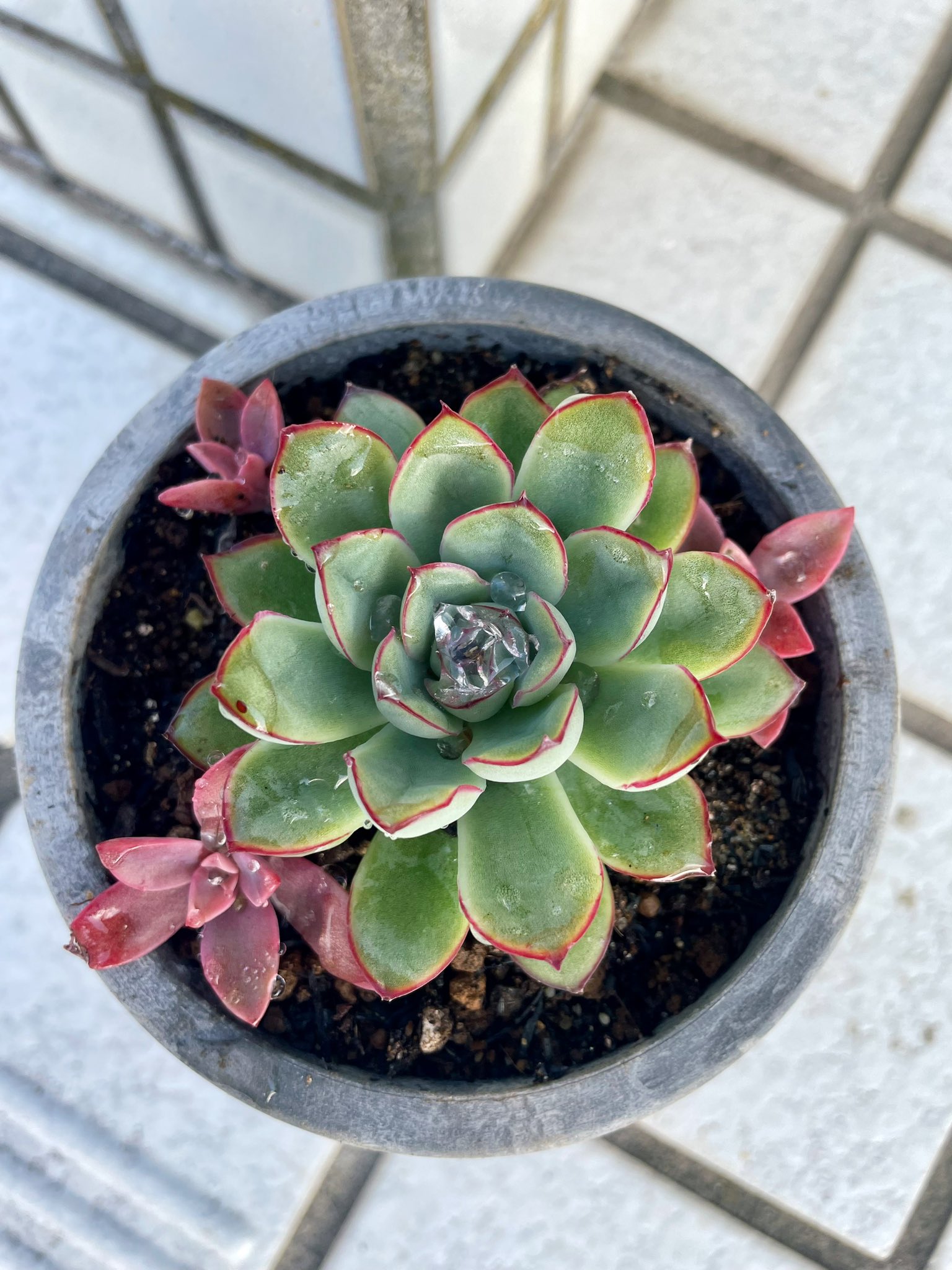 藍 (@aiiroaiiro) / X