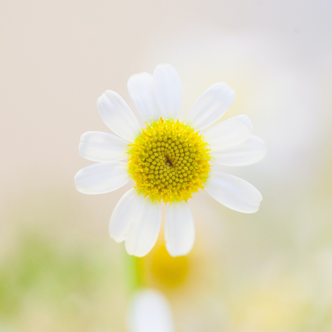 Hand in hand with nature. Pure natural. Plant based. Biodegradable 

CoSent via <a href="/planoly/">Planoly</a> #planoly #rawganic #rawganicsimplywater #simplywaterbabywipes #baby #babyproducts #skincare #biodegradable #babywipes #plantbased #ecobaby #ecobabycare #ecobabyproducts #naturalbaby #planetfr