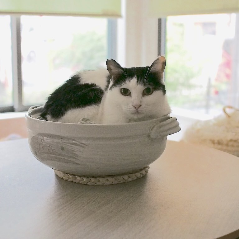 くつろぎ猫カフェnorara のらら 岐阜にある猫カフェ 子猫のへや