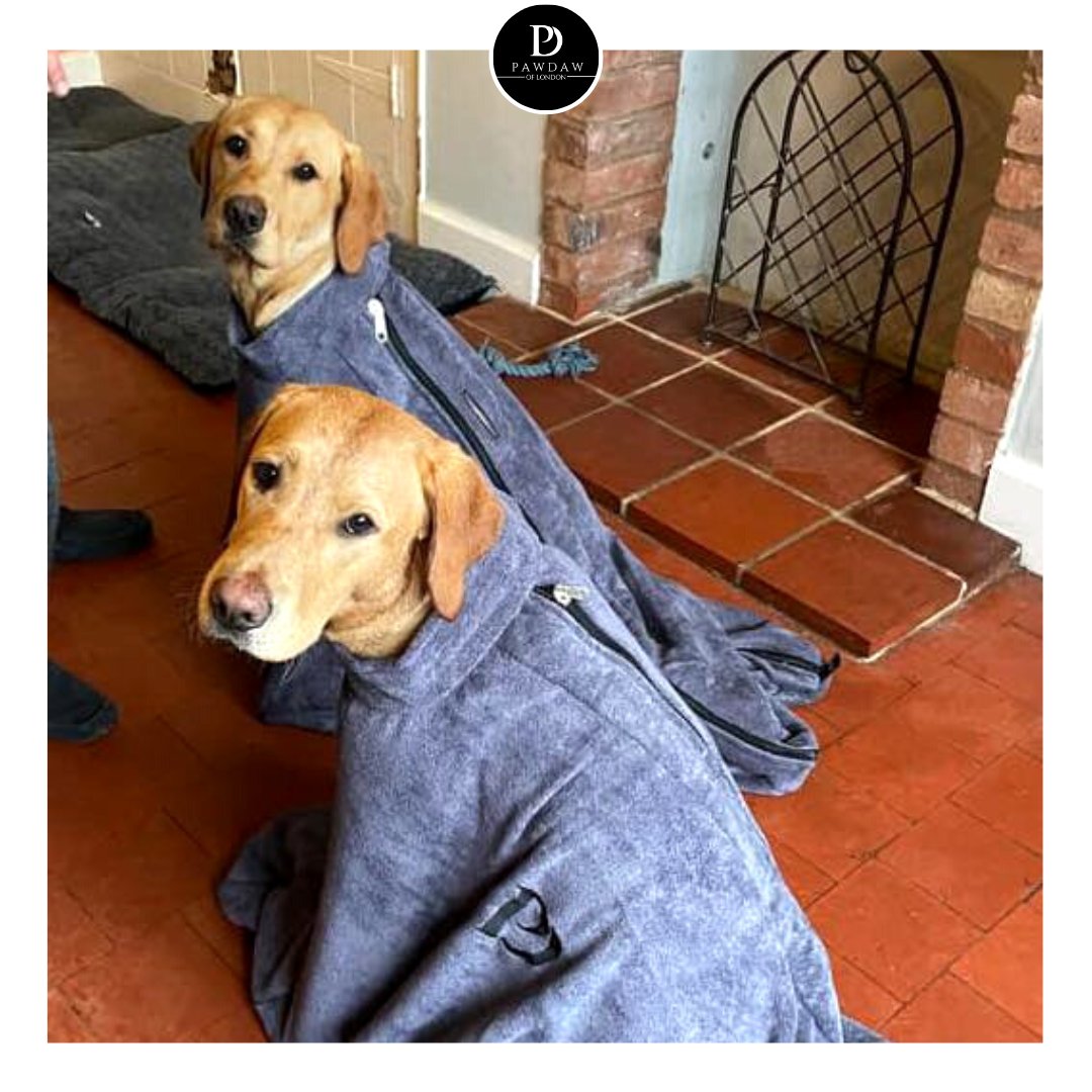 PawdawofLondon's tweet photo. Felix and Walter showing off their drying bags🤩
Happy Friday friends! Hope you a have some wet, muddy adventures planned!
Gemma's Pet Services🐾
#pawdawoflondon #fridayfeature #dogambassador #dogsofinstagram #doglovers #itsalabthing #lablife #foxredlab #walkies https://t.co/t7DTBeicXB