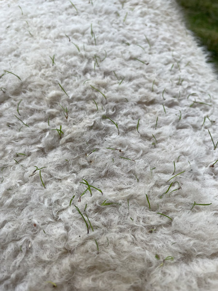 My sheep are sprouting 🌱!!!
Grazing through the long grass in a warm wet autumn has had some interesting results… anyone else having this issue while rotationally grazing sheep? 🤔 
On a plus side I know a great way to propagate grass seeds if anyones interested!!