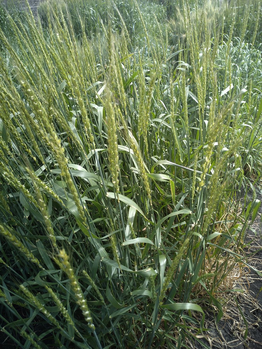 Keith Pembleton (@keithpembleton) on Twitter photo Defoliation treats have delayed flowering in hybrid perennial wheat in our perennial grains experiment on the #DarlingDowns This effect will need to captured as we develop perennial grains models in #APSIM @PeterInnes <a href="/rickchayes/">Richard Hayes</a> <a href="/newellm_matt/">Matthew Newell</a> <a href="/newellm_matt/">Matthew Newell</a> <a href="/UniSQ_SoAES/">UniSQ_SoAES</a> @nswdpi Defoliation treats have delayed flowering in hybrid perennial wheat in our perennial grains experiment on the #DarlingDowns This effect will need to captured as we develop perennial grains models in #APSIM @PeterInnes <a href="/rickchayes/">Richard Hayes</a> <a href="/newellm_matt/">Matthew Newell</a> <a href="/newellm_matt/">Matthew Newell</a> <a href="/UniSQ_SoAES/">UniSQ_SoAES</a> @nswdpi