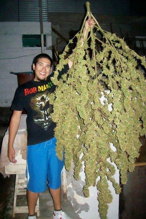 Grow huge #cannabis!
Learn how at thectu.com

#marijuanagrowing #growweed #growingcannabis #cannabisgrowing