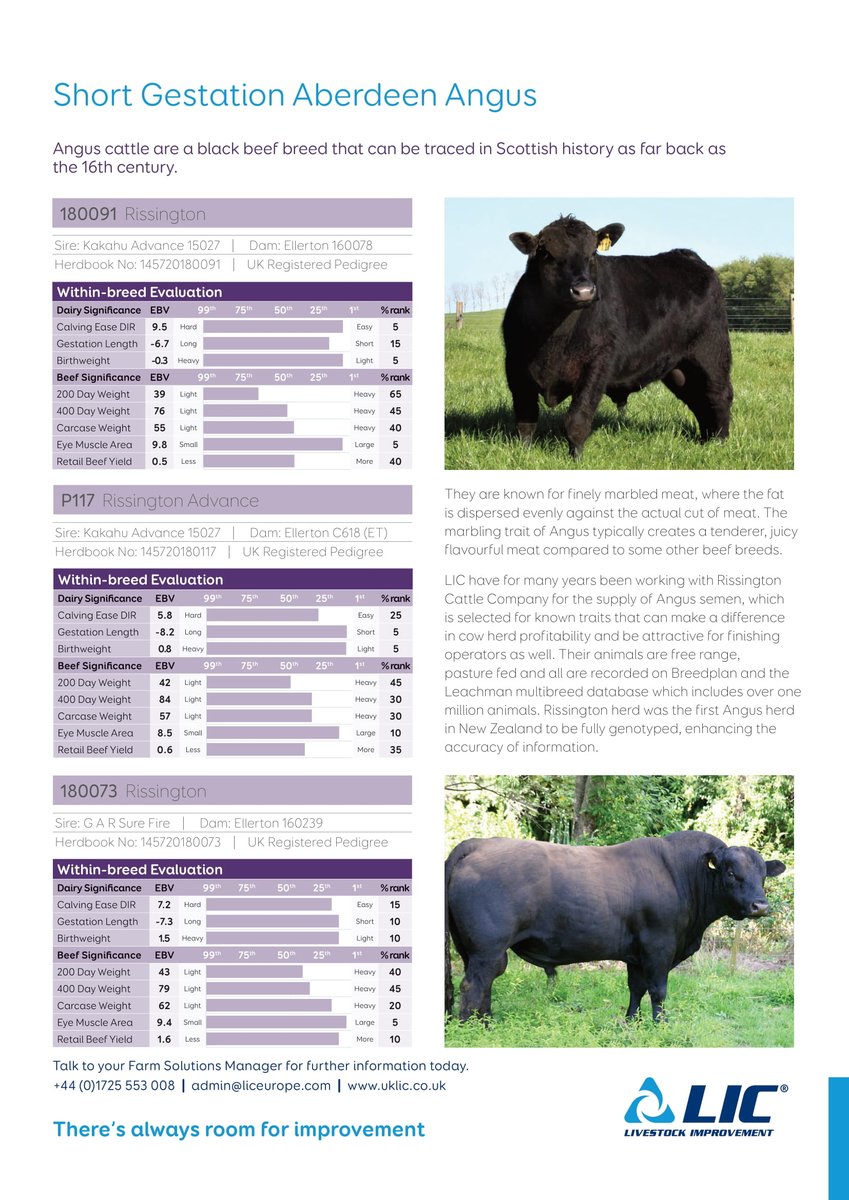 Free Range - Pasture Fed – New Zealand Grazing Beef Bulls for Dairy Cows – Short Gestation - Shrimpton Hill polled Hereford and Short Gestation - Rissington Aberdeen Angus.