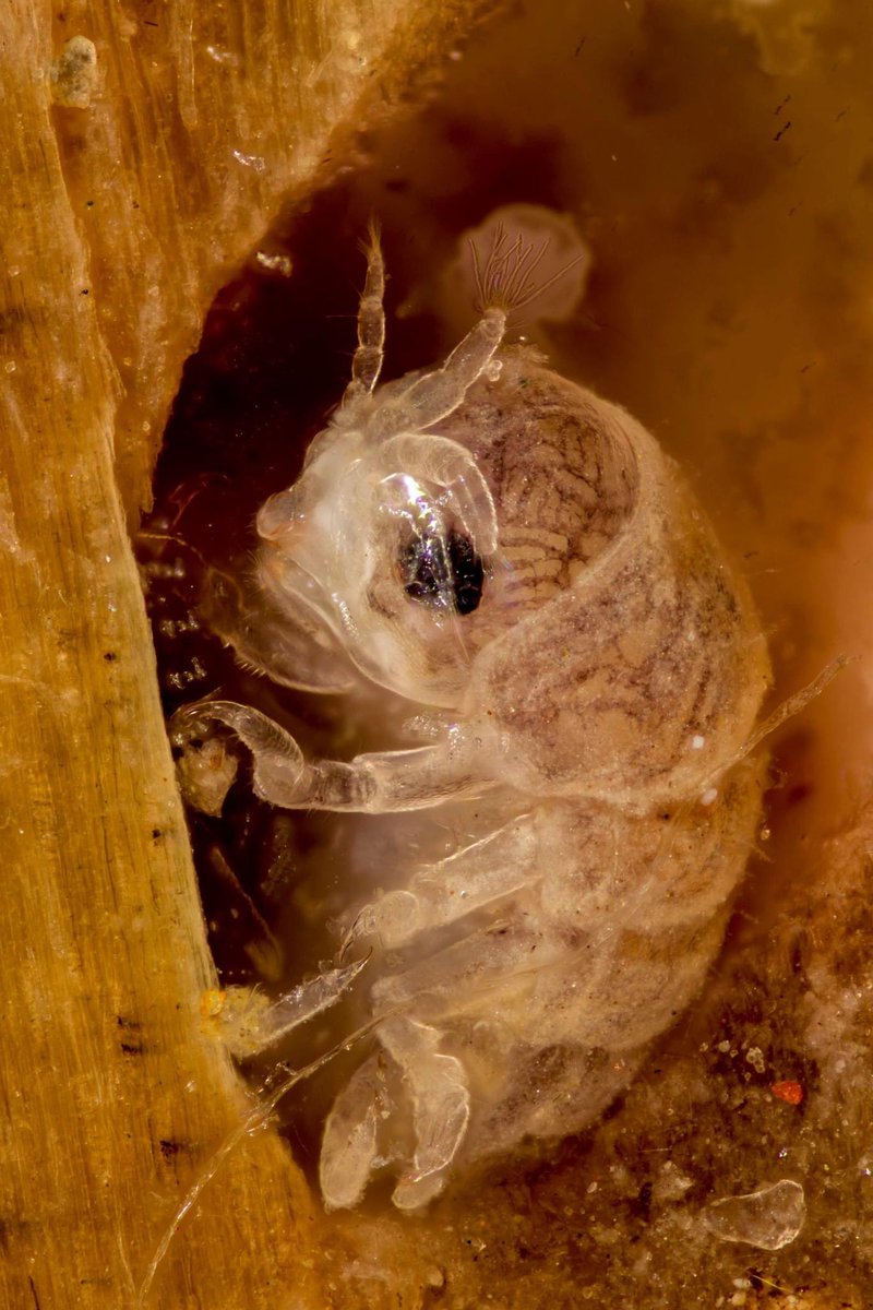 The naughty Gribble , a tiny marine Isopod that’s more than happy to eat piers boats and any other wooden structure , nom nom