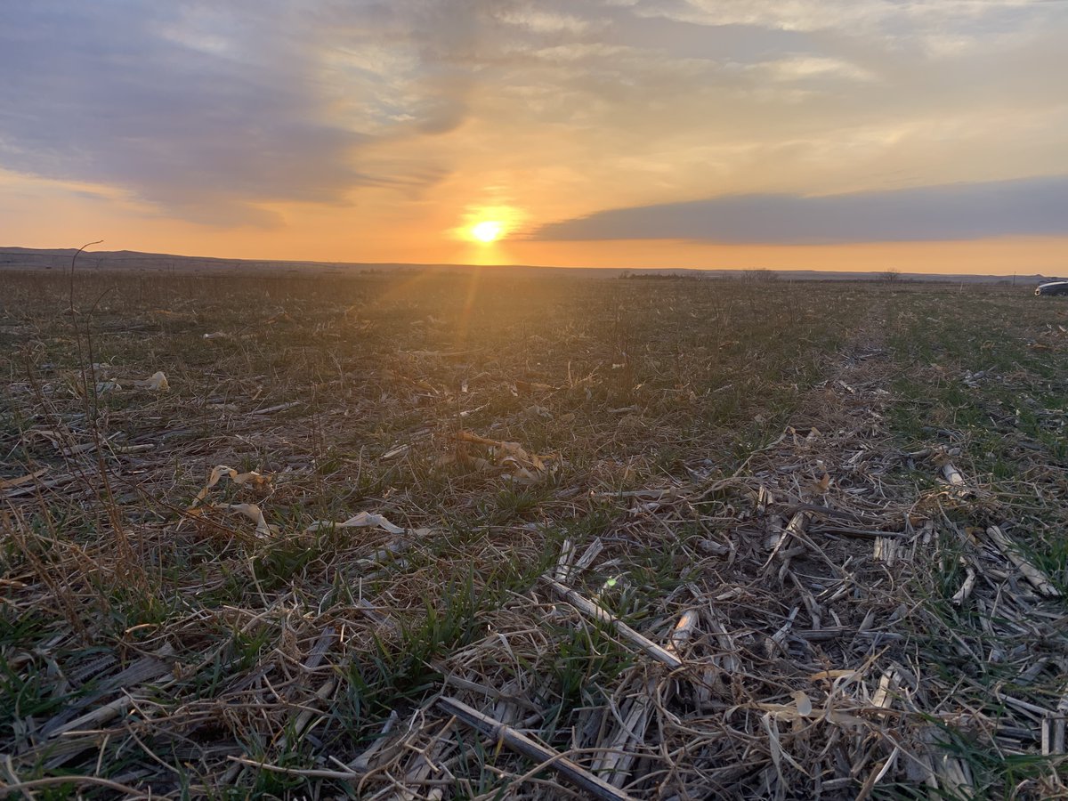 WheatInnovation's tweet photo. All winter wheat breeding trials at DLRF near Pierre, SD look in great shape going into winter! @wheatsd @SDStateCAFES @SDSHCoalition @Cody_A_Hall #FallCover #SoilHealth #NoTillWorks❤️🌾🌎 https://t.co/tg8dVxnso5