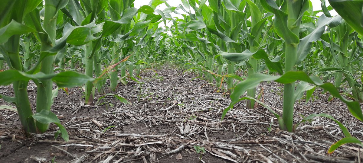 Después del frío se acomodaron los maices, zona Galarza y Tala EERR. Siembra del 18 al 22 de agosto hoy en V7/V8. #maizal
HY 566 VT3P y 6620 VT3P 🌽🌽🌽