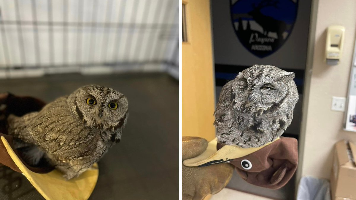 azfamily's tweet photo. Alleged DUI driver illegally buys owl at gas station in Payson: https://t.co/QLFYPlT9Yg https://t.co/PszFh2lXnM