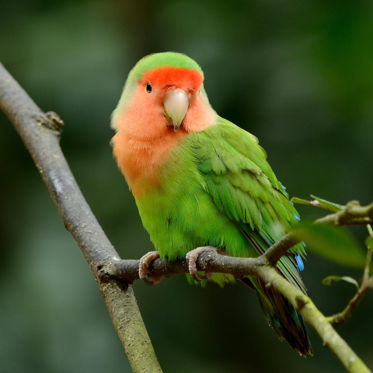 FLSecState's tweet photo. Florida proudly supports our Parrots. https://t.co/IxVeCl9qRM