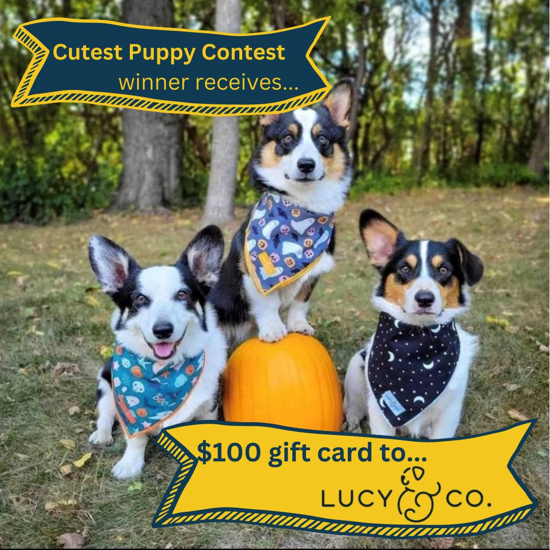 Beargrease Sled Dog Marathon tweet media