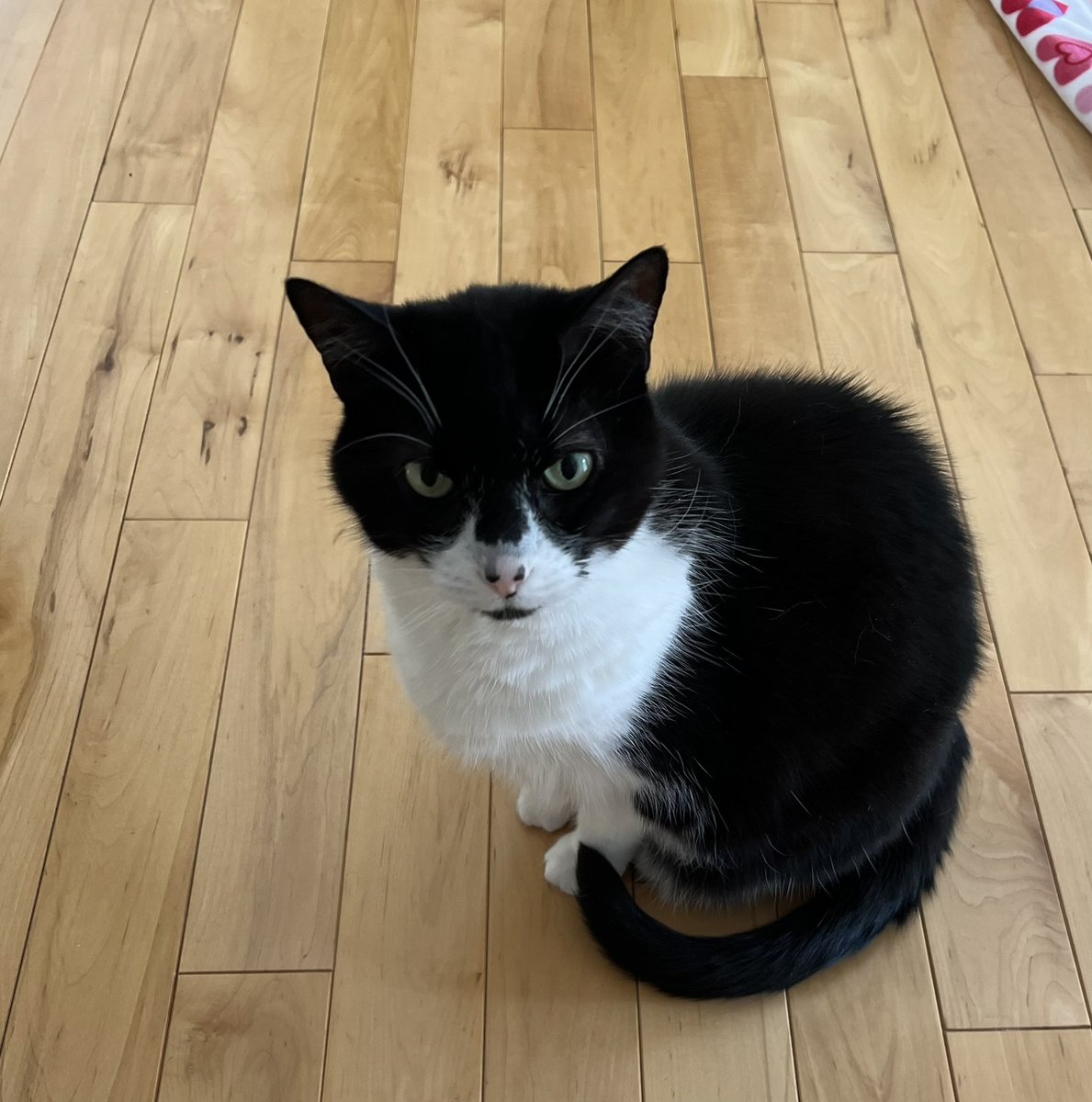 What’s the matter human do you need me to fix Twitter for you