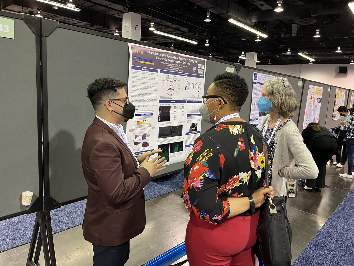 First day of posters/exhibits at #ABRCMS2022 and ran into lots of #devbio peeps. <a href="/LandonBradsha19/">Landon Bradshaw</a> from <a href="/WakeForest/">Wake Forest University</a>, <a href="/VertizJohnny/">Johnny Vertiz</a> from <a href="/ucdavis/">UC Davis</a> and #ChooseDevelopment! Fellow Christian Torres-Lopez <a href="/NEIU/">Northeastern Illinois University</a>. SDB President <a href="/PrinceLab_UofC/">The Prince Lab</a> engaging with lots of trainees.