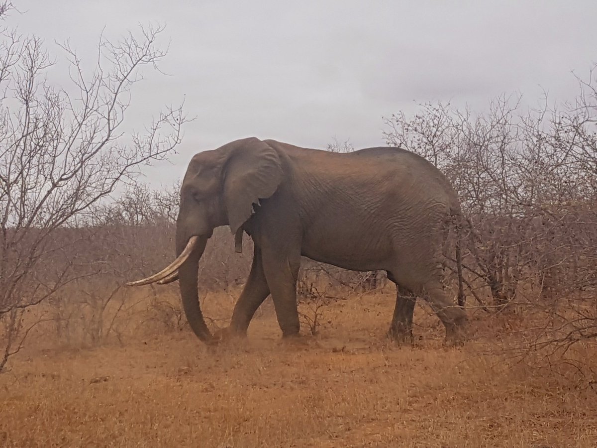 Animal_Kingdom17 (@animal_king17) on Twitter photo Pictures to NFTs from South Africa trip!
10% of all NFTs will go to animal charities around the world
Have any charities in mind? Let us know
<a href="/Animal_King17/">Animal_Kingdom17</a>
#NFTCommunity #NFT #Crypto #nftcrypto #ETH Pictures to NFTs from South Africa trip!
10% of all NFTs will go to animal charities around the world
Have any charities in mind? Let us know
<a href="/Animal_King17/">Animal_Kingdom17</a>
#NFTCommunity #NFT #Crypto #nftcrypto #ETH