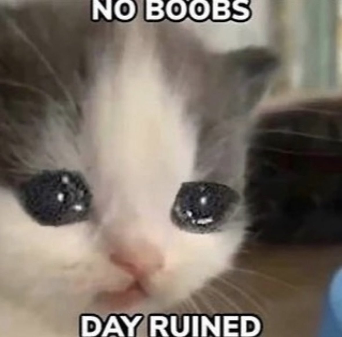 LiterallyMeCats (@literallymecats) on Twitter photo 