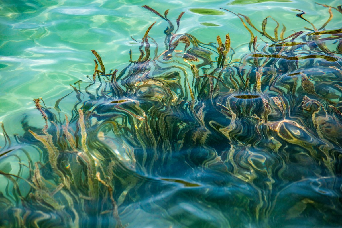 techreview's tweet image. Exclusive: Inside Alphabet X’s plan to combat climate change with seagrass

trib.al/GtixXf3