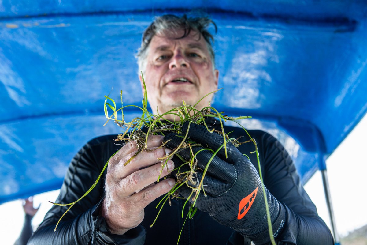 techreview's tweet image. Exclusive: Inside Alphabet X’s plan to combat climate change with seagrass

trib.al/GtixXf3