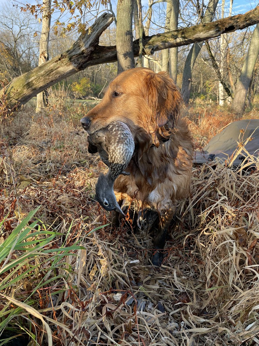 ST_Angler's tweet image. 