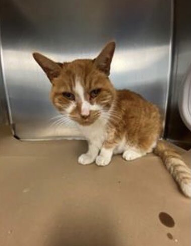 PetfindToronto's tweet photo. #DENORA #HALSE #Pls RT2unite #FOUND #CAT- Nov 8/22 #Toronto Animal Services A934340 #EAST 416-338-7539 ORANGE DSH M/20Yr https://t.co/fiZTGw48Uq