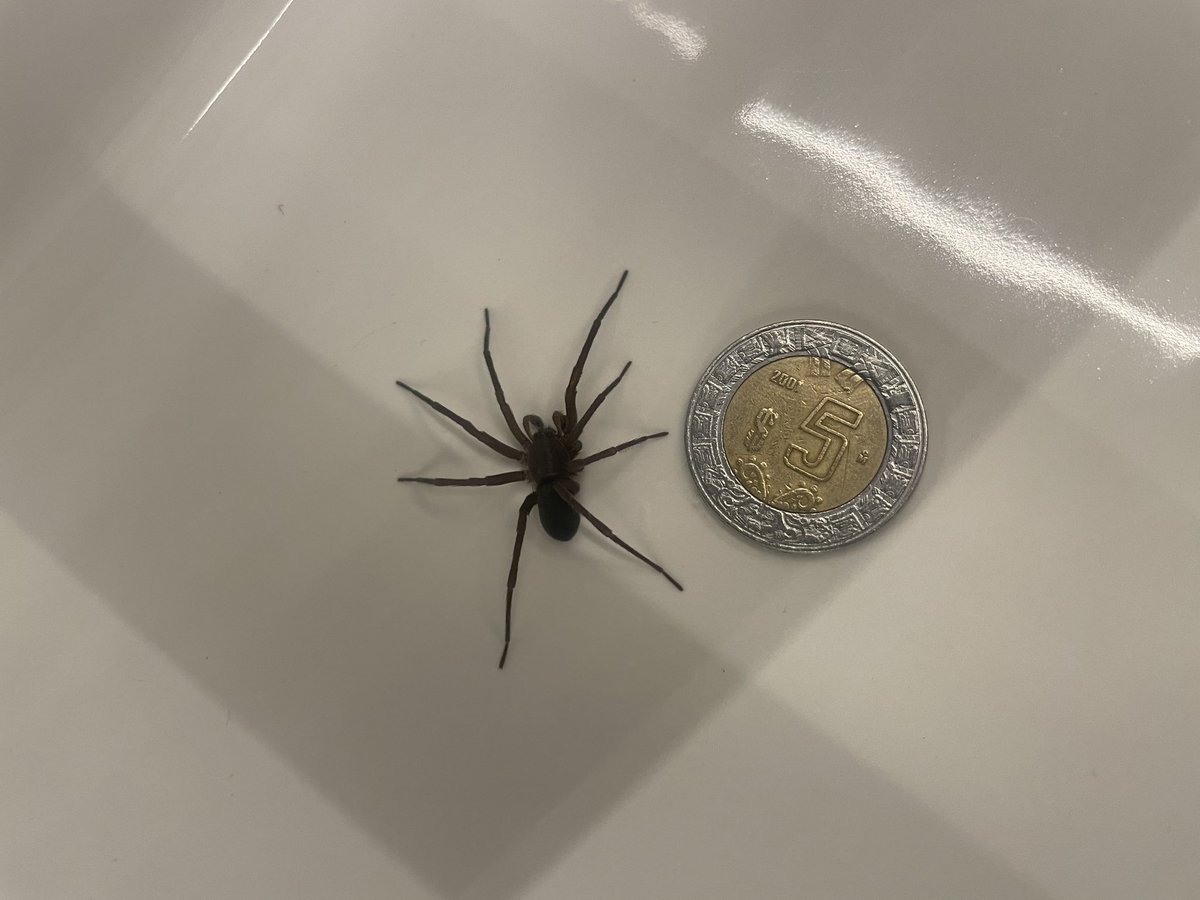 jmmvv's tweet photo. @Arachno_Cosas que tipo de araña es esta https://t.co/peTGot6wYi