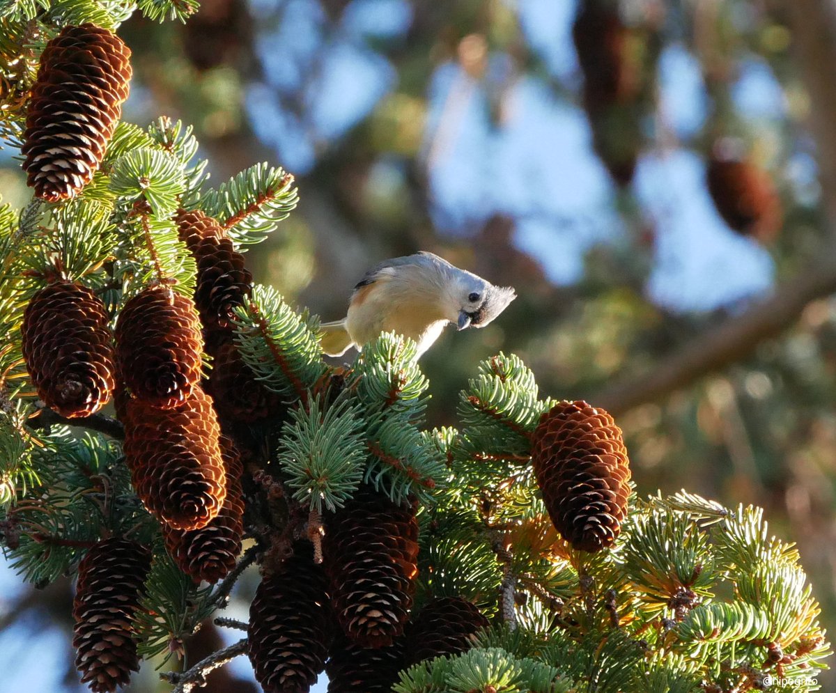 Tufted Titmouse ready for the Christmas tree. Long Island, NY #birding #birds #BirdTwitter #twitterisforbirds #birdwatching