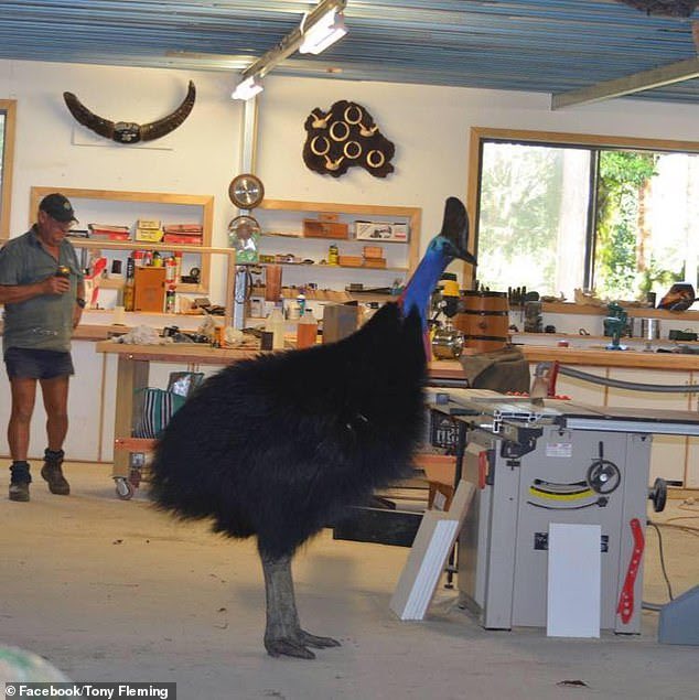 They’re also known as the “giant murder chicken,” and have 5inch claws. Photos for reference: