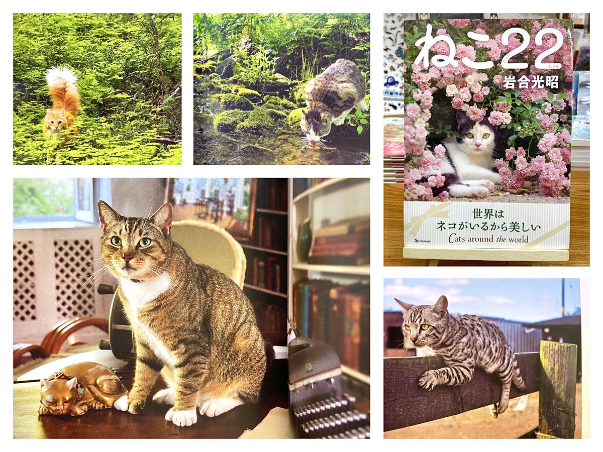 ねこ22 - Search / X