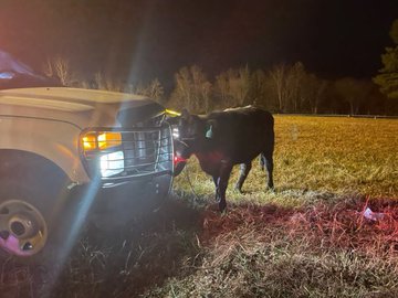 Crews working to wrangle cattle after tractor trailer overturns in Cocke Co.