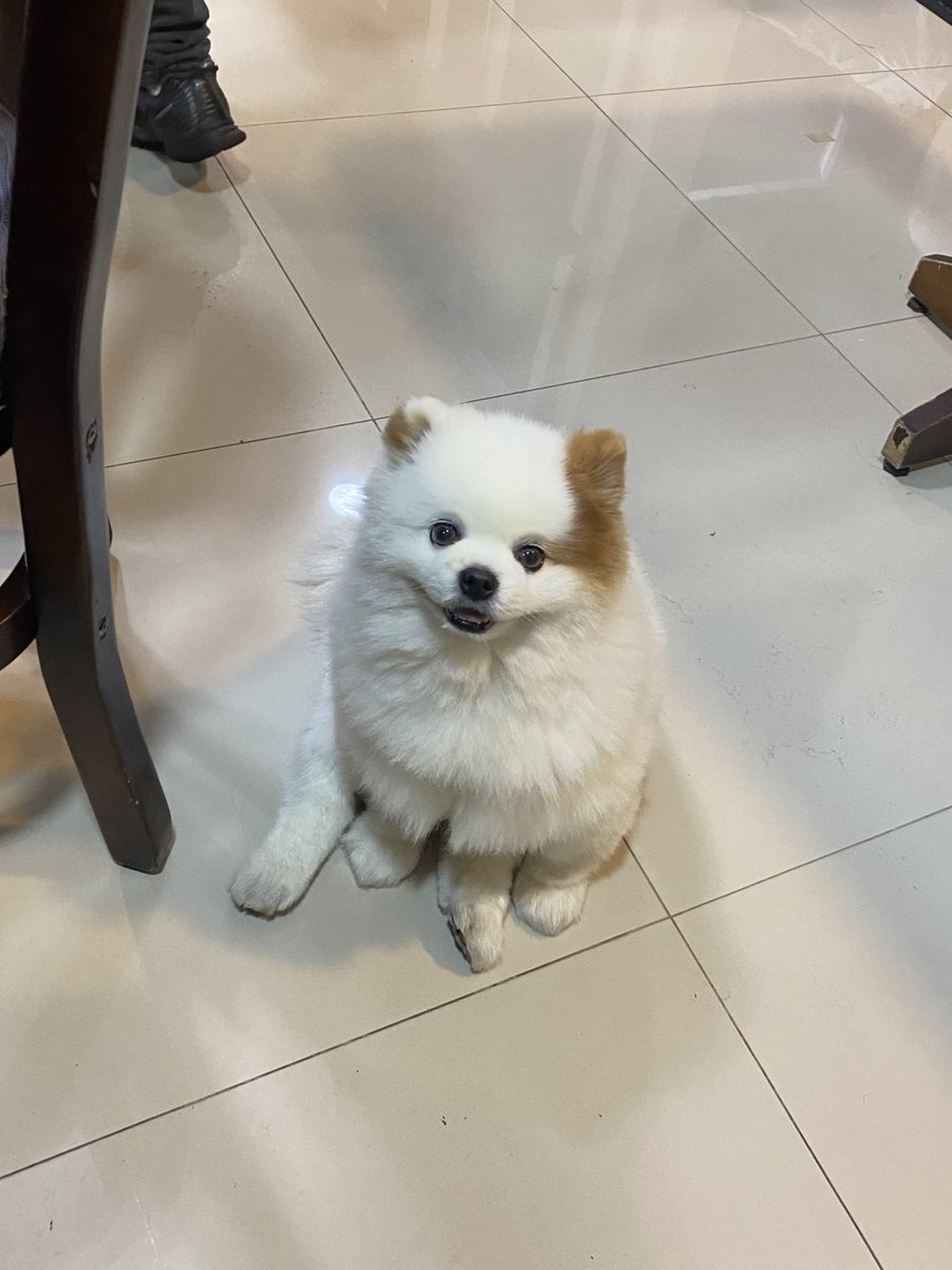 Joaolonel1's tweet photo. cachorro mais fofo da história passando na sua timeline: https://t.co/rxVUYKpnEO