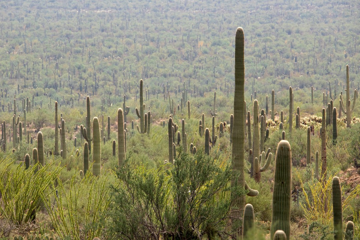 We ❤️ 🌵 our saguaro forests! Tell us why you love this special cactus. Their unique personalities? Their amazing adaptations? Their giant-ness? EVERYTHING? Yeah, us too.