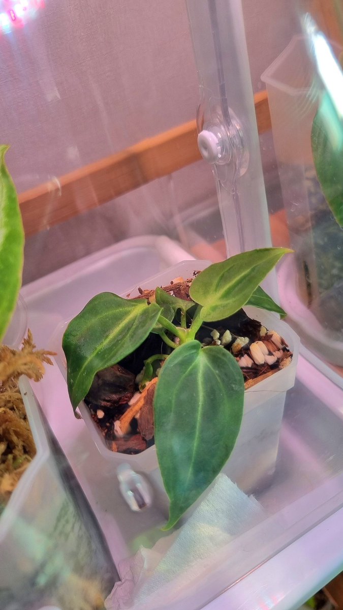 빌레나오럼 신엽..
지도 신엽인 주제에 새 신엽 하나 더 물고 나옴
ㄱㅇㅇ