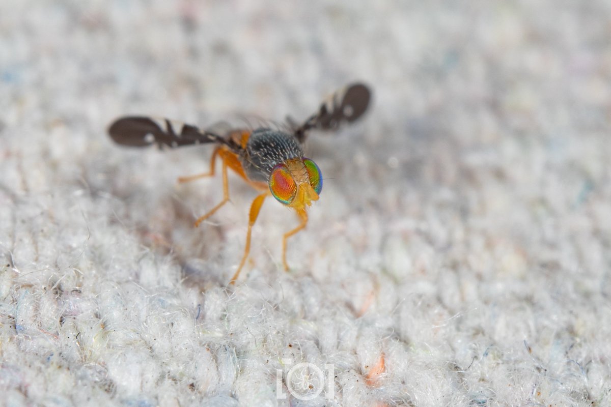 apsciencebydan's tweet photo. Someone looked at this and decided it was a "fruit fly" https://t.co/9lSdvvdVif