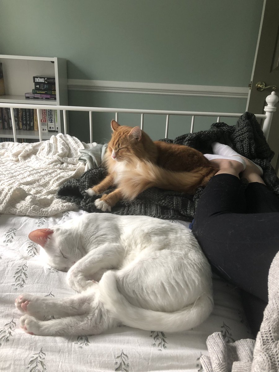 mandithommen's tweet photo. Took a literal cat nap today with the boys and it was *glorious* - I can’t remember my last nap! https://t.co/i79g0f6a3P