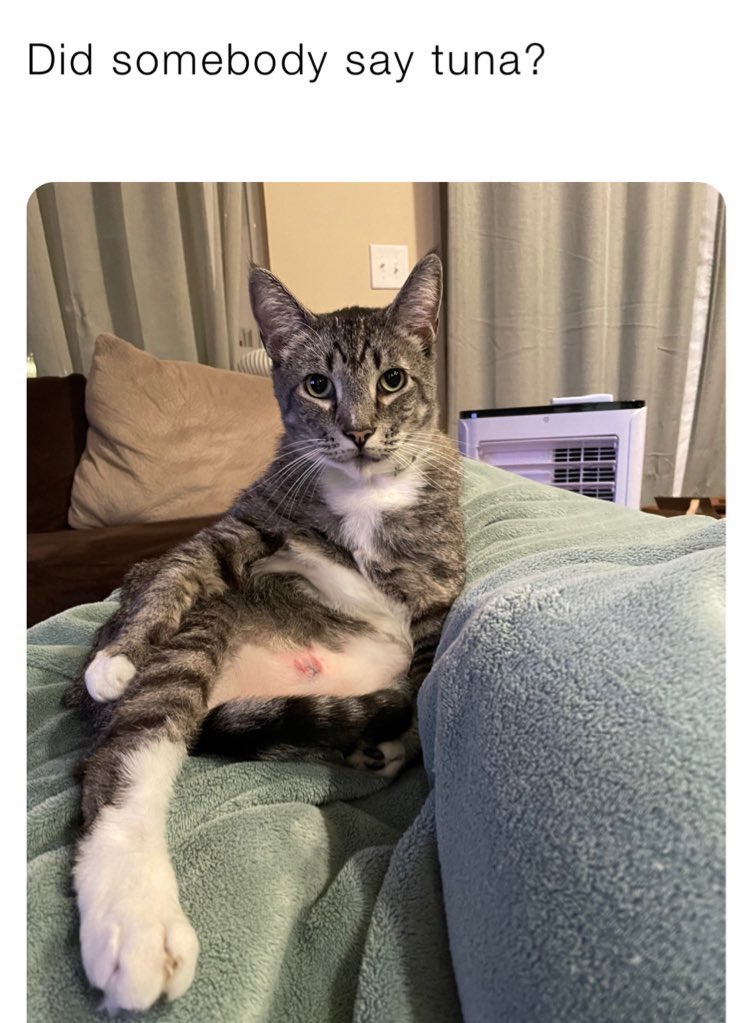 tlorrainemarie's tweet photo. This might as well be my cats account now #MCO335 #catoftheday #tunathursday https://t.co/TMUxHykKO6
