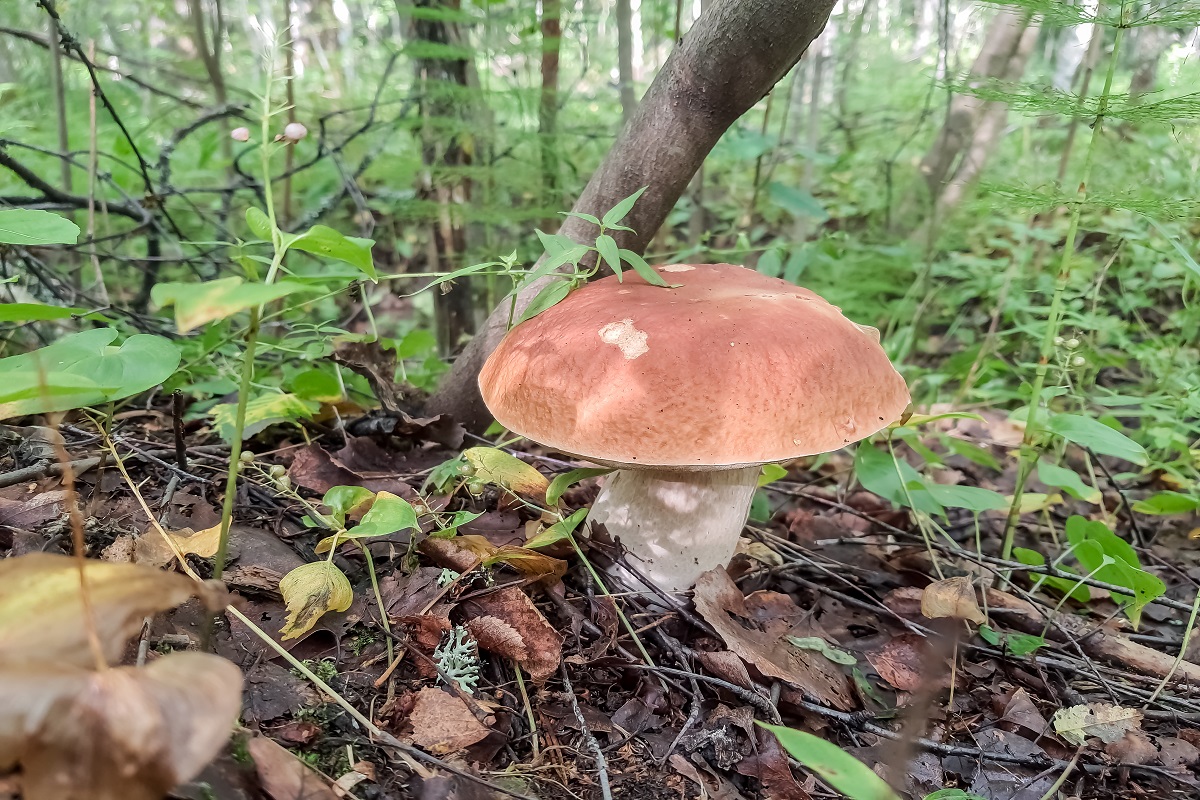 ArcticSpawn's tweet photo. King Boletus Pinophilus Porcini Mushroom #porcini #fungi #boletus https://t.co/49Pbx2SzwW