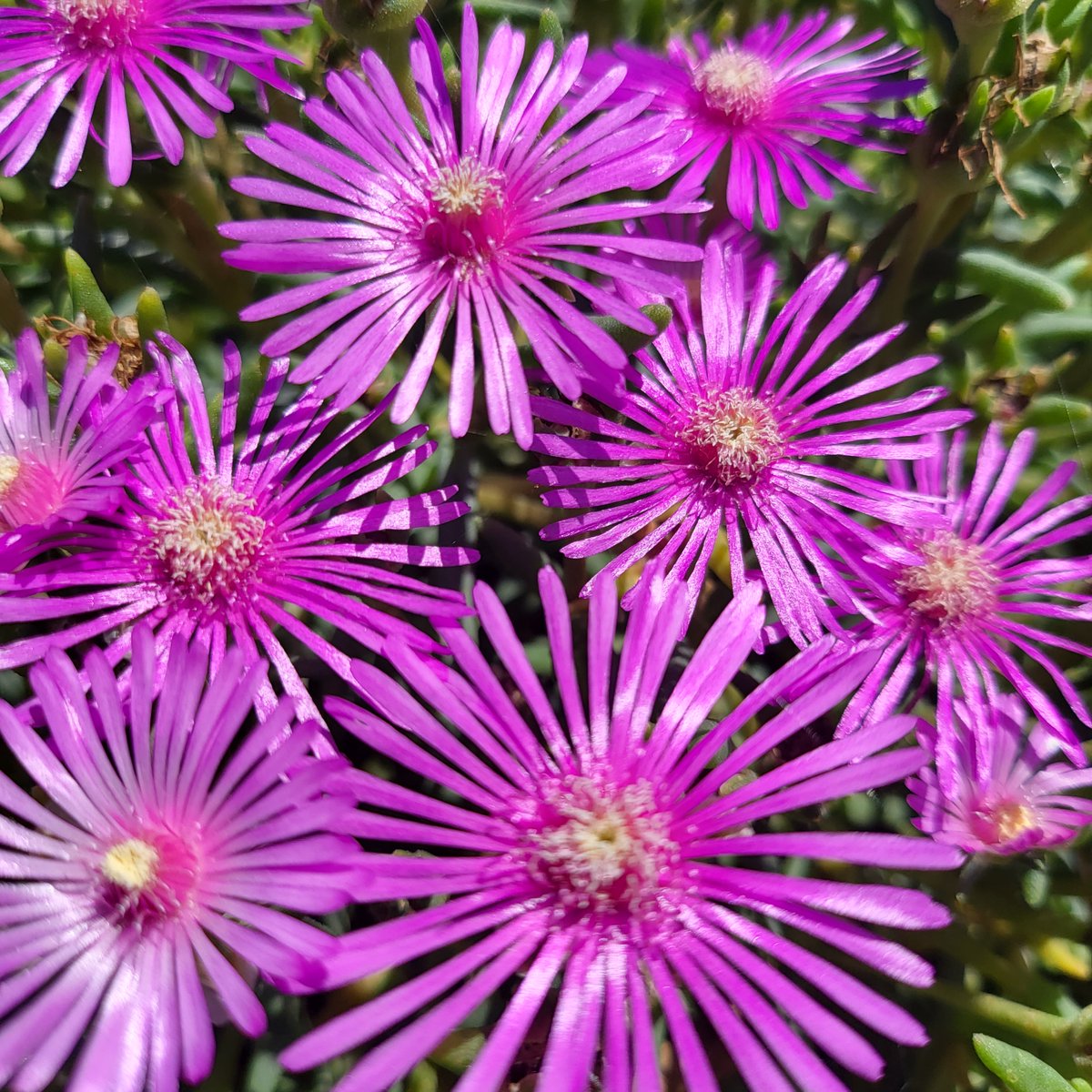 hami NFT tweet media