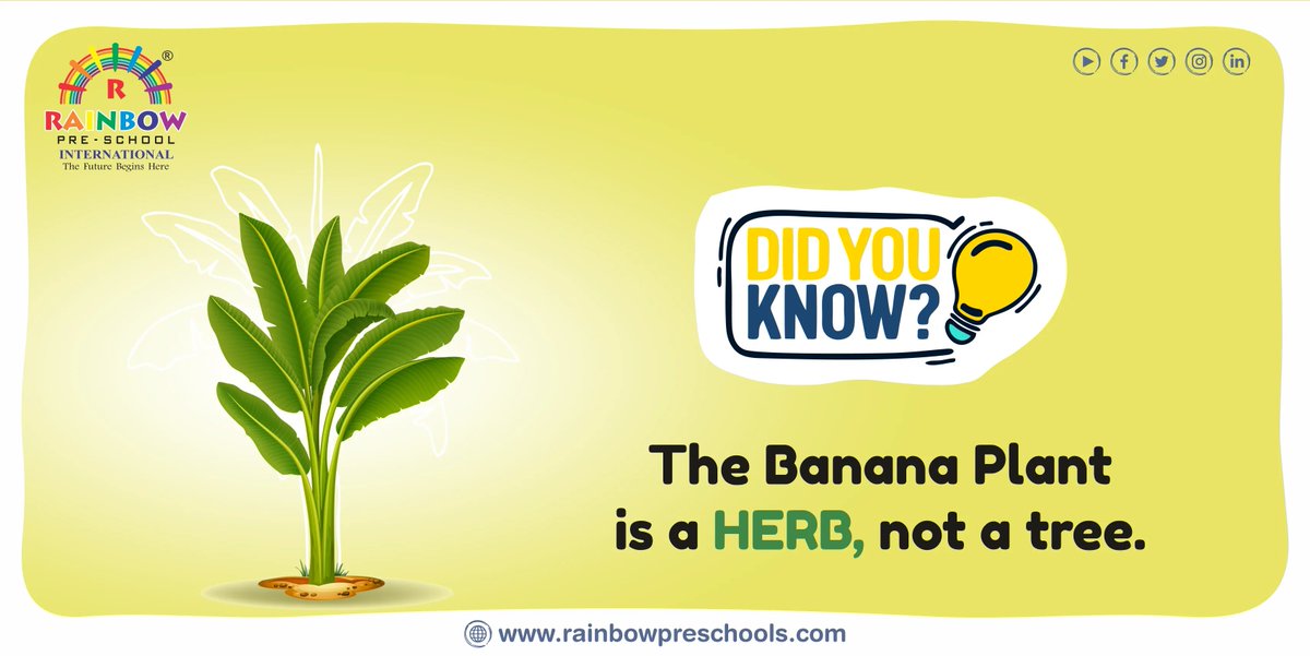 rainbowprescho's tweet photo. The banana plant is beneficial to your health in every way! The plant has countless uses.
#RainbowInternationalSchool #rainbowinternationalschool #rainbowpreschoolinternational #RainbowPreschool #DidYouKnow #banana #bananatree #bananaplant #herbs #herbalife #benefitsofbanana https://t.co/RHfRNR7esm