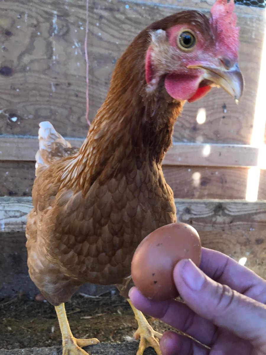 Hutchings Farm tweet media