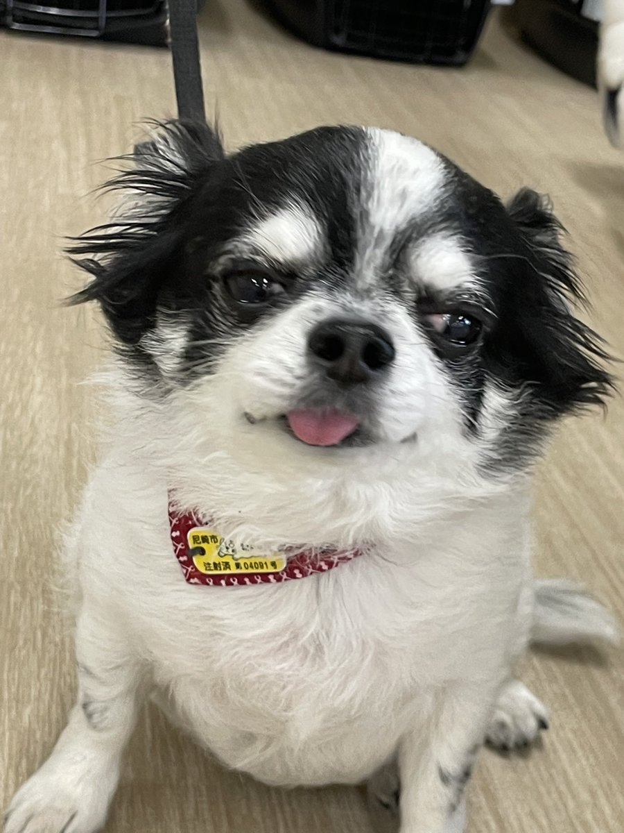 ECHO_pet's tweet photo. こんにちは！アルトです！🐶🎶
今日はお客様のワンチャンをお借りして
1年生の授業で
撮影会を行いました〜\( 'ω')/✨

とってもかわいいワンチャン達を
どうぞごらんください(*´ω｀*)♡ https://t.co/Mro4O0sazy
