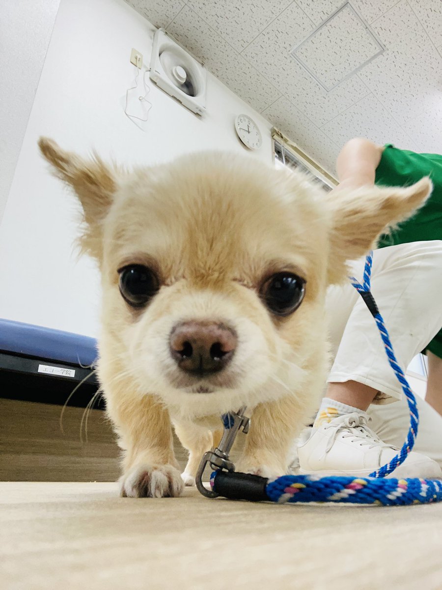 ECHO_pet's tweet photo. こんにちは！アルトです！🐶🎶
今日はお客様のワンチャンをお借りして
1年生の授業で
撮影会を行いました〜\( 'ω')/✨

とってもかわいいワンチャン達を
どうぞごらんください(*´ω｀*)♡ https://t.co/Mro4O0sazy