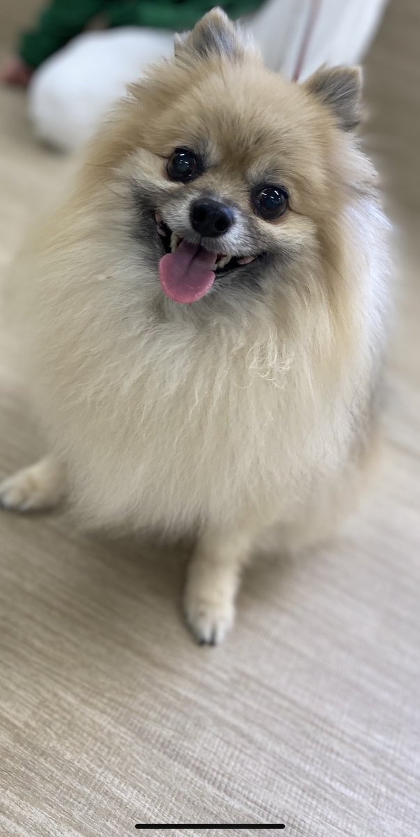 ECHO_pet's tweet photo. こんにちは！アルトです！🐶🎶
今日はお客様のワンチャンをお借りして
1年生の授業で
撮影会を行いました〜\( 'ω')/✨

とってもかわいいワンチャン達を
どうぞごらんください(*´ω｀*)♡ https://t.co/Mro4O0sazy