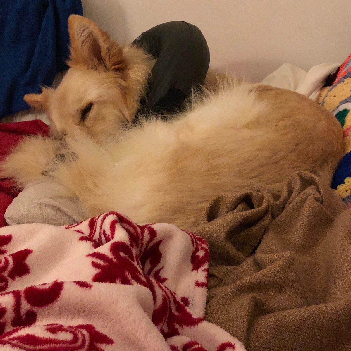 FreyaSm49070601's tweet image. I haf slept well.. Humom has achy bones #sofadog #recovery #gsd #dogsoftwitter